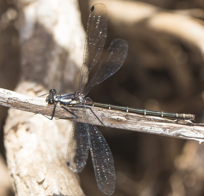 Austroargiolestes christine